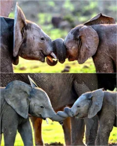 581254310 122207522906056290 3891395214725513012 n