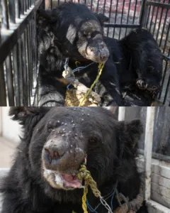 Rocky, a bear who endured years of abuse, was rescued from the cruel world of bear baiting. His life was filled with scars and pain, but after being saved, he found healing in a sanctuary. With time and care, he transformed from a broken soul into a thriving, happy bear. His bond with Bantu, another rescued bear, became the symbol of love, healing, and second chances. 581354493 122250978038150384 6264102211812932989 n