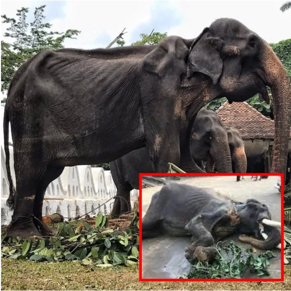 581963033 852500424433390 3147200139808486823 n