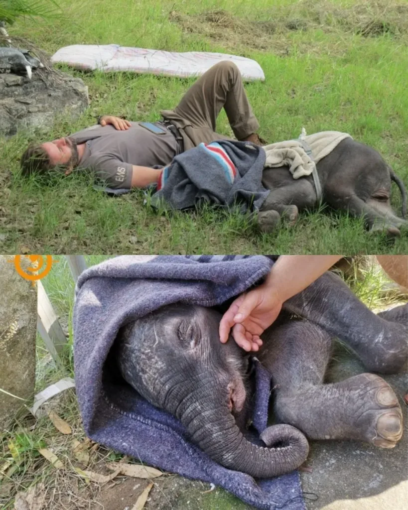 Moyo’s Journey: A Story of Compassion, Survival, and Hope Moyo’s Journey: A Story of Compassion, Survival, and Hope