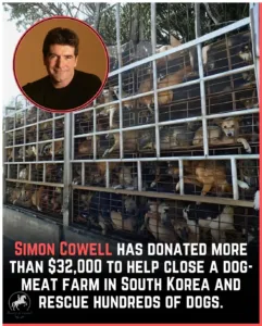 SIMON COWELL HELPS SHUT DOWN A DOG-MEAT FARM IN SOUTH KOREA! Huge respect to Simon Cowell for donating over $32,000 to help close a dog-meat farm in South Korea and rescue hundreds of dogs from a life of suffering. 583999233 1375474721289624 6418512747757283449 n