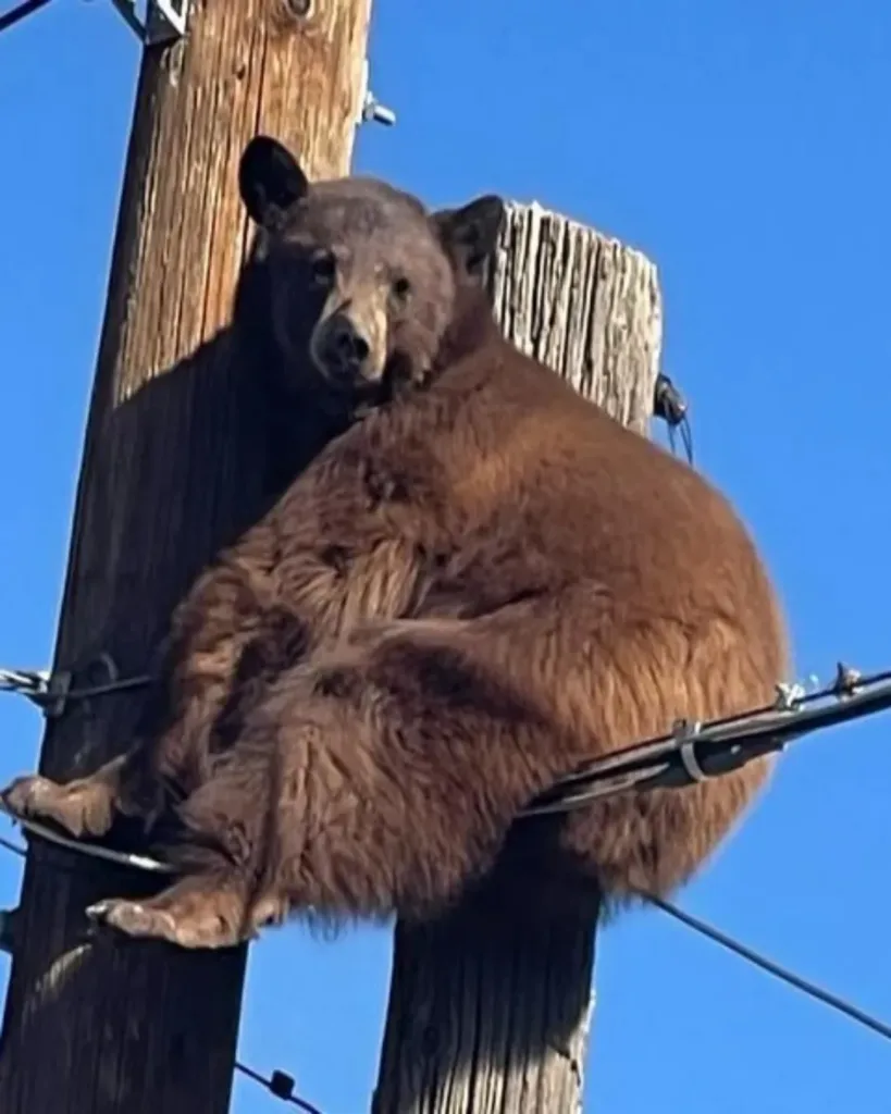 The Day a Bear Taught a Town About Courage and Kindness