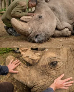 The last male northern white rhino, Sudan, took his final breath surrounded by the people who loved him most. 584820073 122233736156247932 1792244157771152494 n