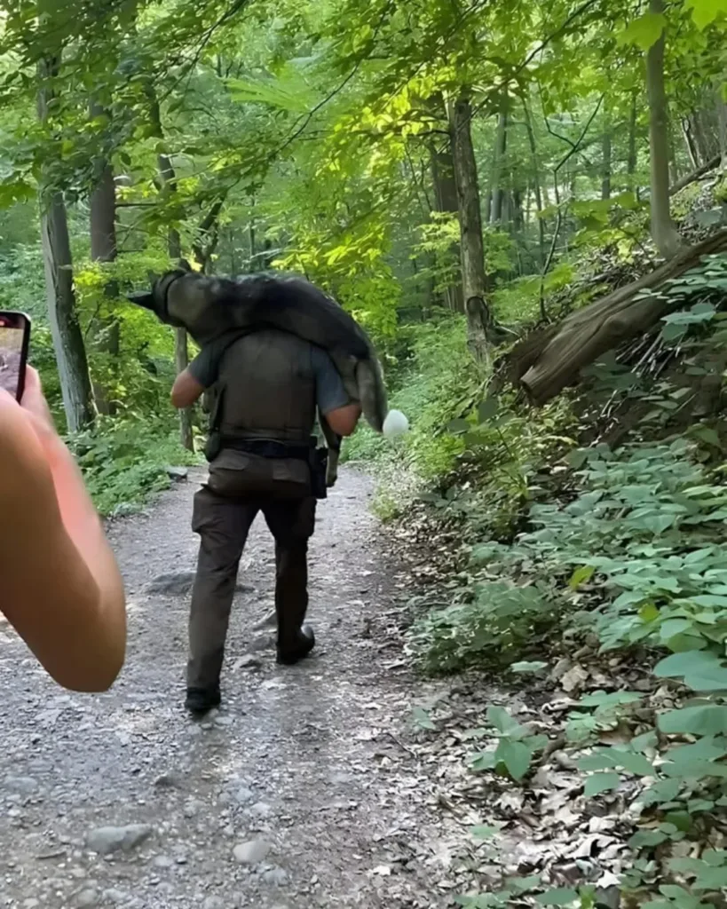 A Hero's Journey: The Selfless Act That Rescued a Dog's Life