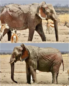 585669484 1150003753990174 7667119121575611014 n