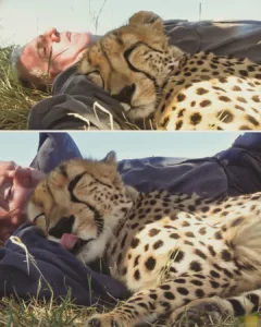 A Cheetah's Unexpected Friendship: Dolph Volker's Incredible Experience A Cheetah's Unexpected Friendship: Dolph Volker's Incredible Experience
