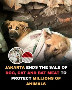 587477228 122186522624529881 4979522317724632283 n