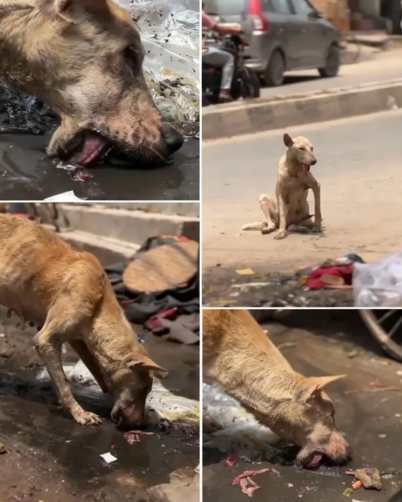 He wandered the streets, ribs sharp under matted fur, sipping from filthy puddles just to stay alive. No barking, no begging — just those quiet, desperate eyes following every person who walked past. Hunger clung to him. Loneliness shadowed him. Exhaustion dragged at every step. And still… he waited. Hoping that today, someone might finally see him. 588519481 122241072404084773 7218223834086972105 n