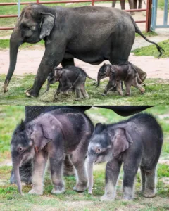After 20 years of struggle and heartbreak, a female elephant who had been believed to be infertile defied the odds and gave birth to twin calves. For two decades, she had been cared for by dedicated wildlife experts, who had never given up on her despite repeated failures. Finally, her patience and resilience paid off when she became a mother to not one, but two healthy, beautiful babies. 588913195 845711105109994 2741342957083297925 n