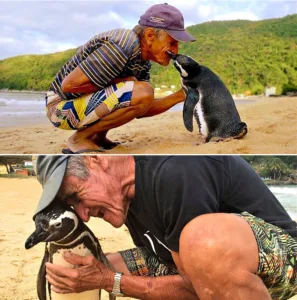 Joao, a 71-year-old fisherman, found a penguin covered in oil and close to death. He gently cleaned him, fed him, and cared for him until he was strong again. Joao named him Dindim and later released him back into the wild. Since then, Dindim swims nearly 5,000 miles every year to return to Joao, spending about 8 months by his side before heading off to breed. A rare and touching bond that shows the power of kindness and trust. 590224086 1275566727945091 6044187603171230447 n