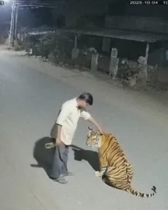 The Night the Town Fell Silent — and One Intoxicated Man Caressed a Tiger The Night the Town Fell Silent — and One Intoxicated Man Caressed a Tiger