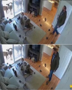 When Nature Invaded: A Chilean Man's Living Room Becomes a Wildlife Refuge When Nature Invaded: A Chilean Man's Living Room Becomes a Wildlife Refuge