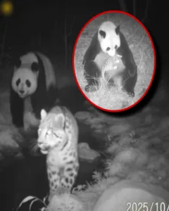 A Remarkable Tale in the Mountains: Panda Nurtures Abandoned Snow Leopard Cub A Remarkable Tale in the Mountains: Panda Nurtures Abandoned Snow Leopard Cub