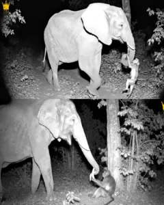 An Unlikely Friendship: Elephant Aids Injured Monkey in Assam Jungle An Unlikely Friendship: Elephant Aids Injured Monkey in Assam Jungle