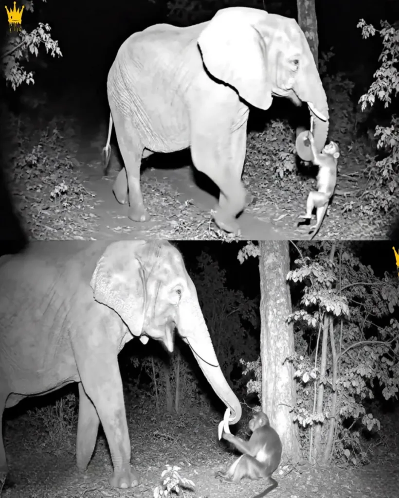 An Unlikely Friendship: Elephant Aids Injured Monkey in Assam Jungle