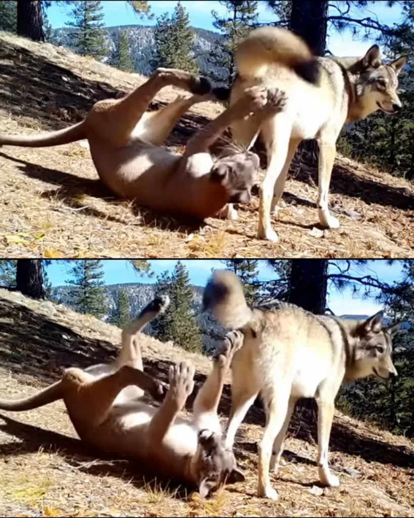 Unexpected Interaction: Mountain Lion and Wolf Play in Alberta Unexpected Interaction: Mountain Lion and Wolf Play in Alberta