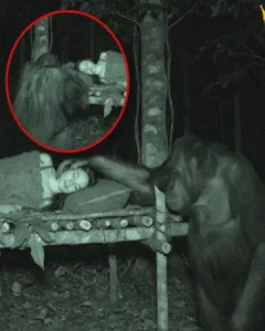 A Jungle Guardian: An Orangutan's Vigil Over a Woman in Borneo