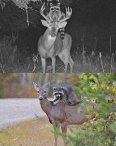 Raccoon Rides Deer Through Countryside, Leaves Scientists and Locals Amazed