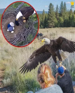 Feathered Bandit: Eagle Pilfers Yarmulkes to Insulate Its Eggs