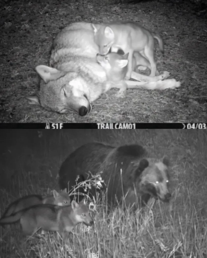 A Mother's Love: The Unlikely Connection Between a Mourning Bear and Two Orphaned Wolf Pups