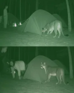 A Narrow Escape: The Mountain Lion's Unexpected Visit to a Family's Tent