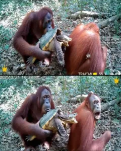 Orangutan Uses Snapping Turtle to Prank Younger Apes — A Rare Glimpse of Wild Humor