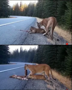 The Mother Who Would Not Abandon: A Mountain Lion’s Expression of Love