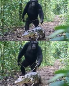 The Jungle's Surprising Encounter: Chimps and Their Alligator Companions