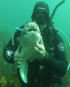 The Diver and His Shark: A Unique Bond Underwater