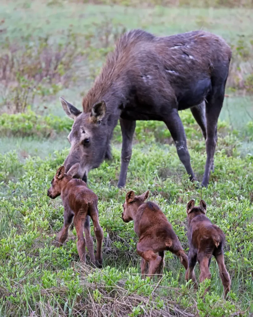 A Winter Wonder: Mother Moose Gives Birth to Triplets in Alberta