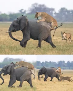 A Clash of Titans and Valor: Elephants Rally to Rescue Their Calf from Lion Attack in Botswana
