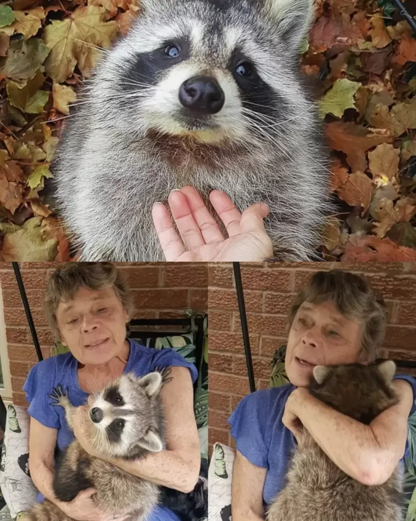 Little Hands: The Orphaned Raccoon Who Always Remembered His Mom