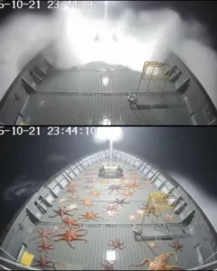 The Night the Ocean Brought Visitors: A Storm, a Ship, and Many Octopuses