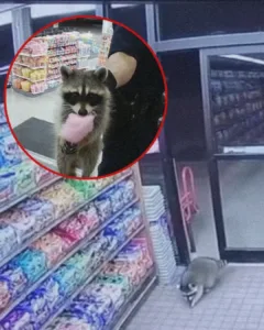 The 2 A.M. Bandit Who Showed Us Joy Still Exists