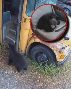 The Little Bear on the Bus: A Tale of Fear, Patience, and Reunion