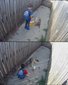 The Child Who Nurtured a Wolf: A Tale of Innocence and Bravery