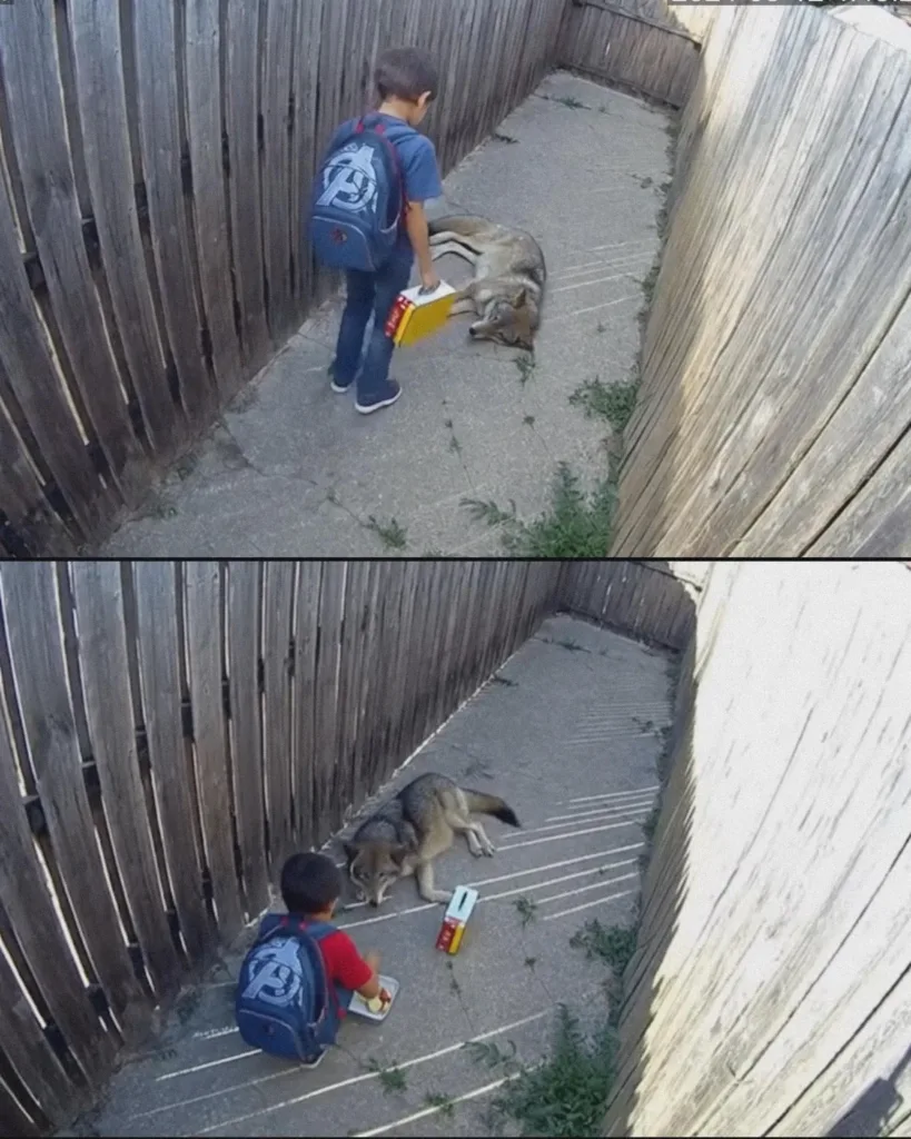 The Child Who Nurtured a Wolf: A Tale of Innocence and Bravery The Child Who Nurtured a Wolf: A Tale of Innocence and Bravery