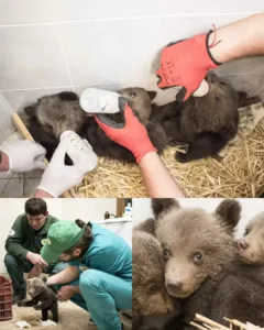 Three Orphaned Bear Cubs Discover Hope in Bulgaria's Mountains