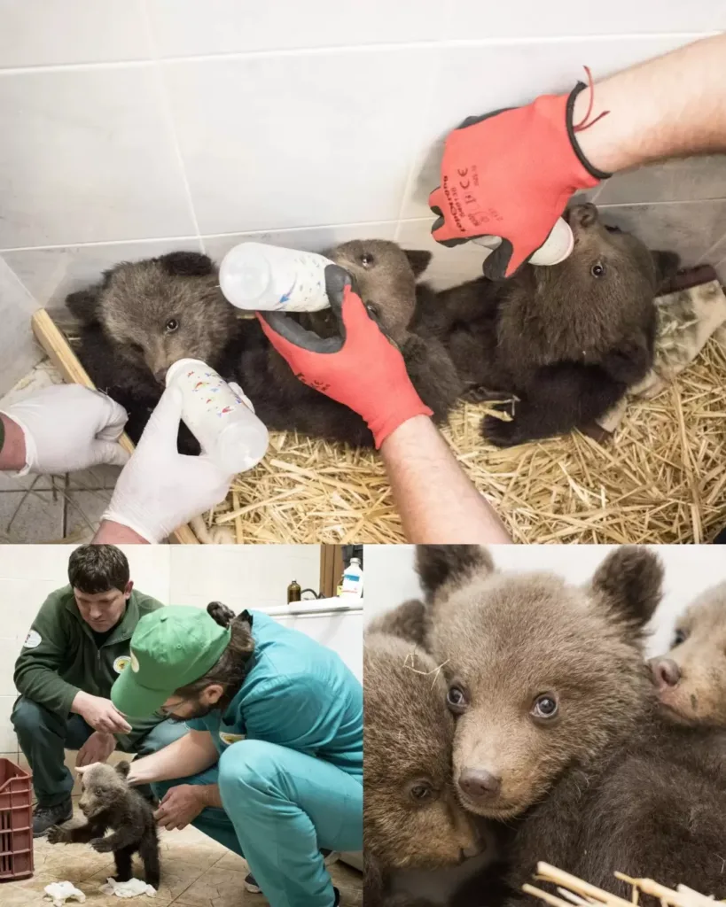 Three Orphaned Bear Cubs Discover Hope in Bulgaria's Mountains