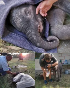 Rescued from the Wild: The Three-Month-Old Elephant Who Refused to Give Up
