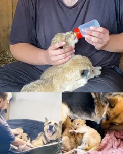 The Lioness Who Couldn’t and the Dog Who Did: A Tale of Unlikely Motherhood