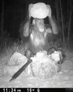 The Night the Forest Showed Compassion: A Chimp's Encounter with a Poacher The Night the Forest Showed Compassion: A Chimp's Encounter with a Poacher