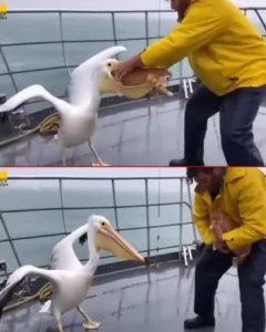 The Day the Sea Played a Trick: A Fisherman, His Cat, and the Pelican's Surprise The Day the Sea Played a Trick: A Fisherman, His Cat, and the Pelican's Surprise