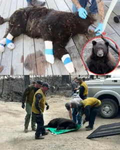 Brave Actions Preserve Nevada Wildlife During the Washoe Valley Fire Brave Actions Preserve Nevada Wildlife During the Washoe Valley Fire