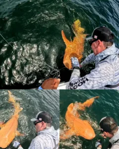 An Uncommon Discovery: A Vivid Orange Nurse Shark Makes Scientific Breakthrough in the Caribbean An Uncommon Discovery: A Vivid Orange Nurse Shark Makes Scientific Breakthrough in the Caribbean