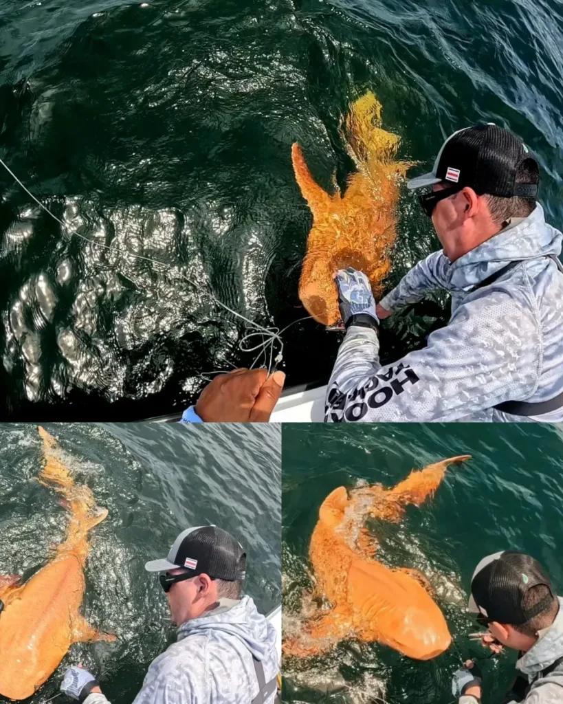 An Uncommon Discovery: A Vivid Orange Nurse Shark Makes Scientific Breakthrough in the Caribbean An Uncommon Discovery: A Vivid Orange Nurse Shark Makes Scientific Breakthrough in the Caribbean