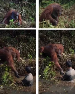 An Orangutan’s Helping Hand: A Moment of Kindness Captured in Borneo An Orangutan’s Helping Hand: A Moment of Kindness Captured in Borneo