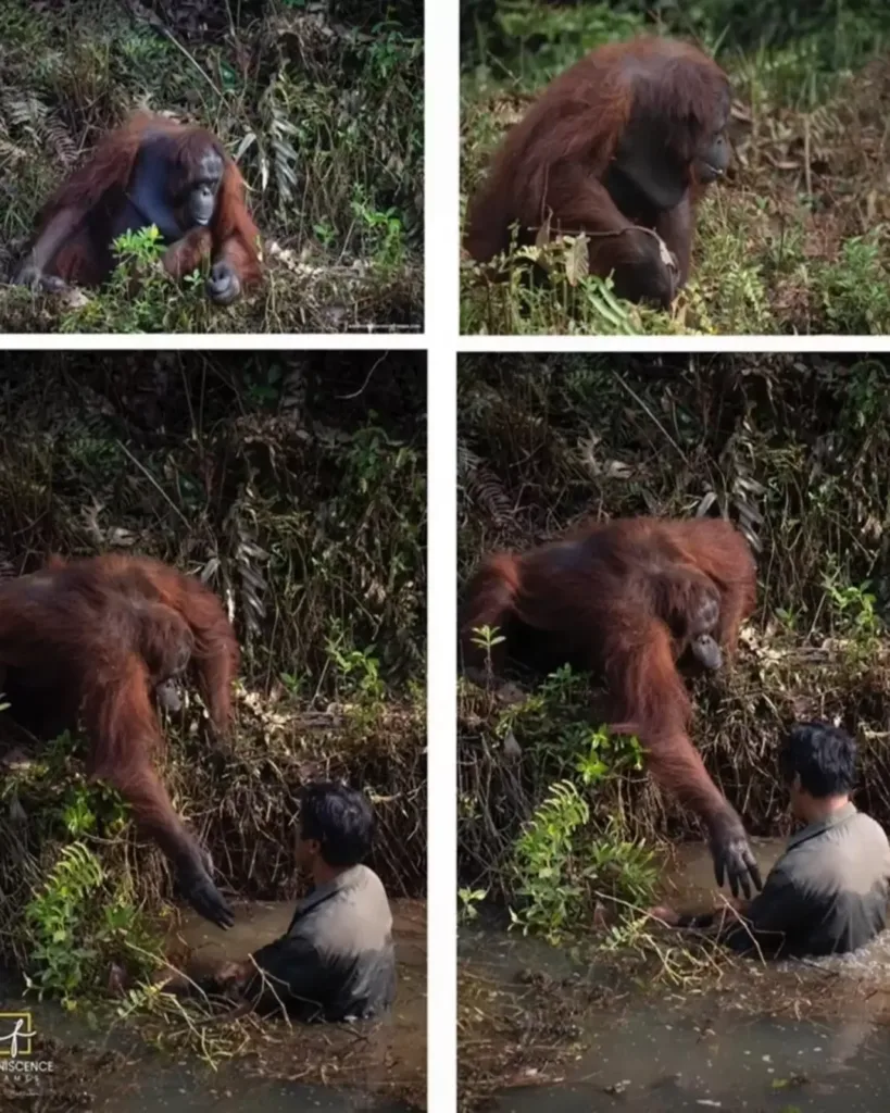 An Orangutan’s Helping Hand: A Moment of Kindness Captured in Borneo