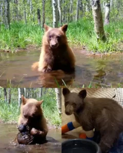 Tamarack the Bear: From Wildfire Survivor to Thriving Yearling
