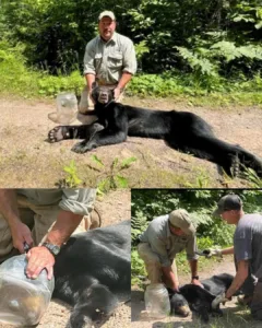Wisconsin Black Bear Rescued After Eight Days with Plastic Jar on Her Head